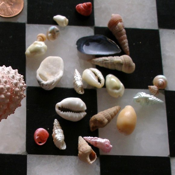 Dollhouse Mini Rare Barbie Mattel Shark 2010 T7018 AND Sea Urchin With Seashells - Picture 14 of 16